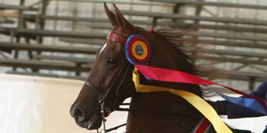 Alabama Charity Championship Horseshow