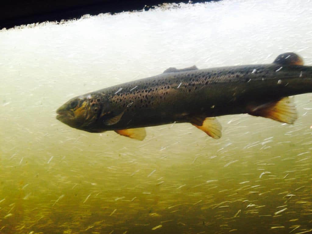 Amoskeag Fishways