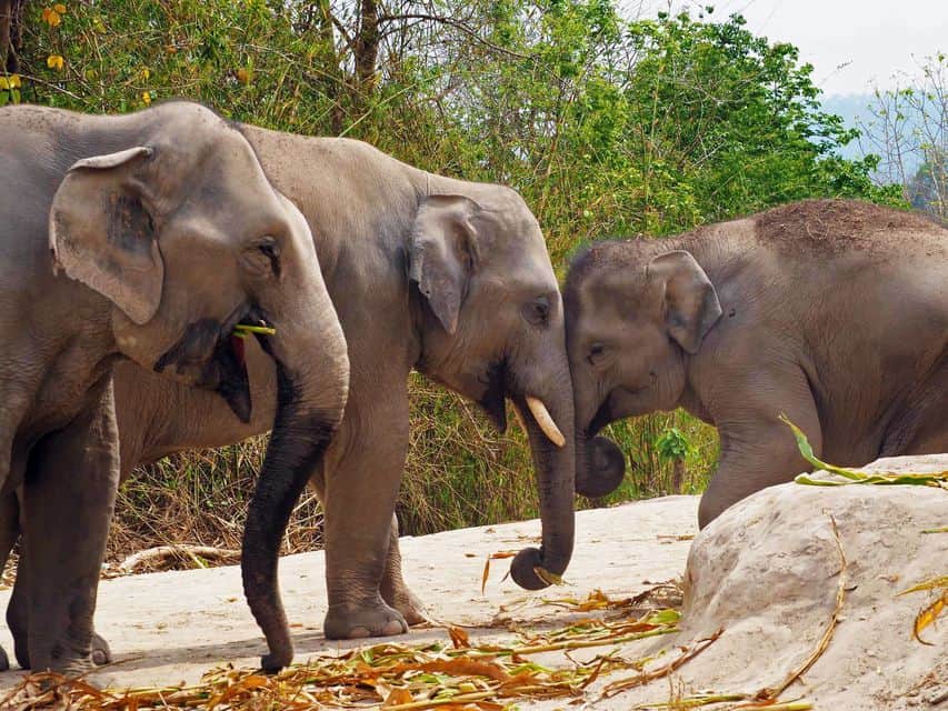 Pattaya Elephant Jungle Sanctuary