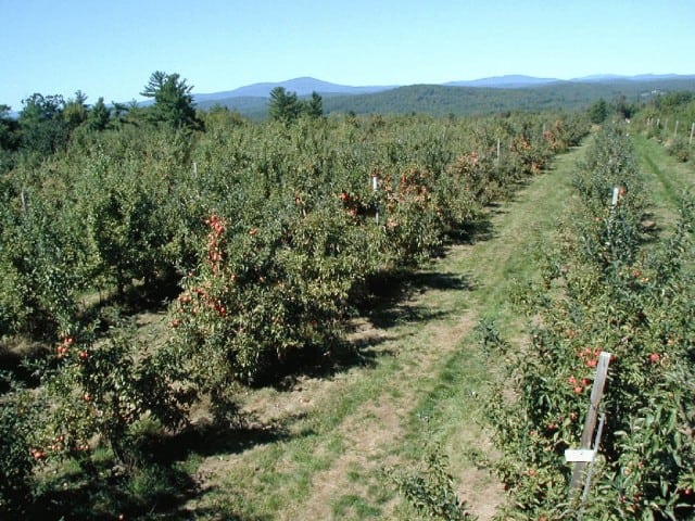 Carter Hill Orchard - Concord