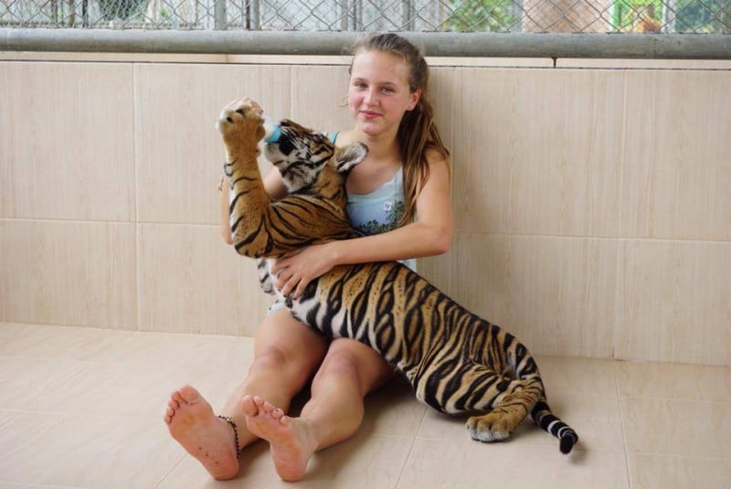 Damnioen Saduak Tiger Zoo