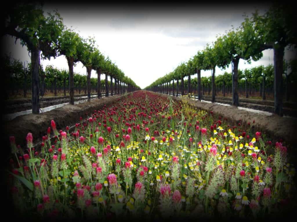 Moravia Wines
