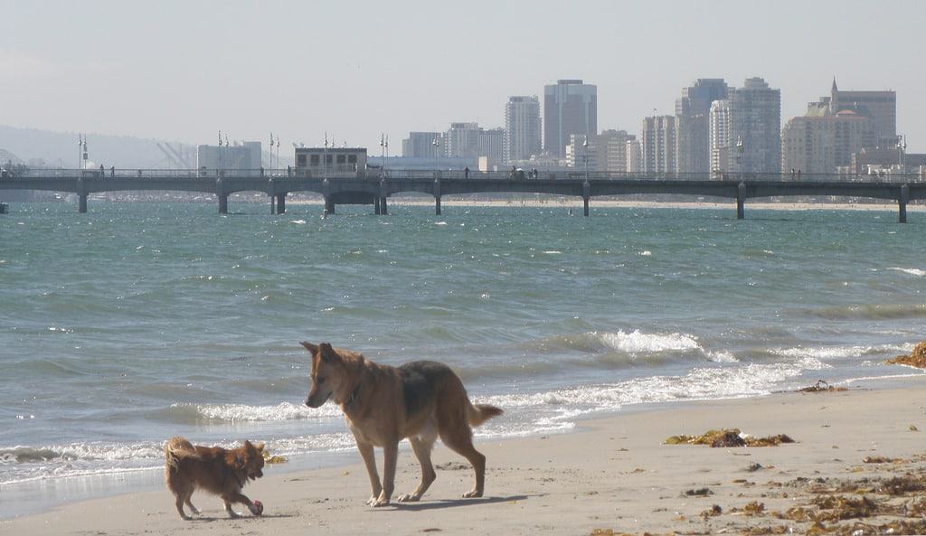 Rosie's Dog Beach