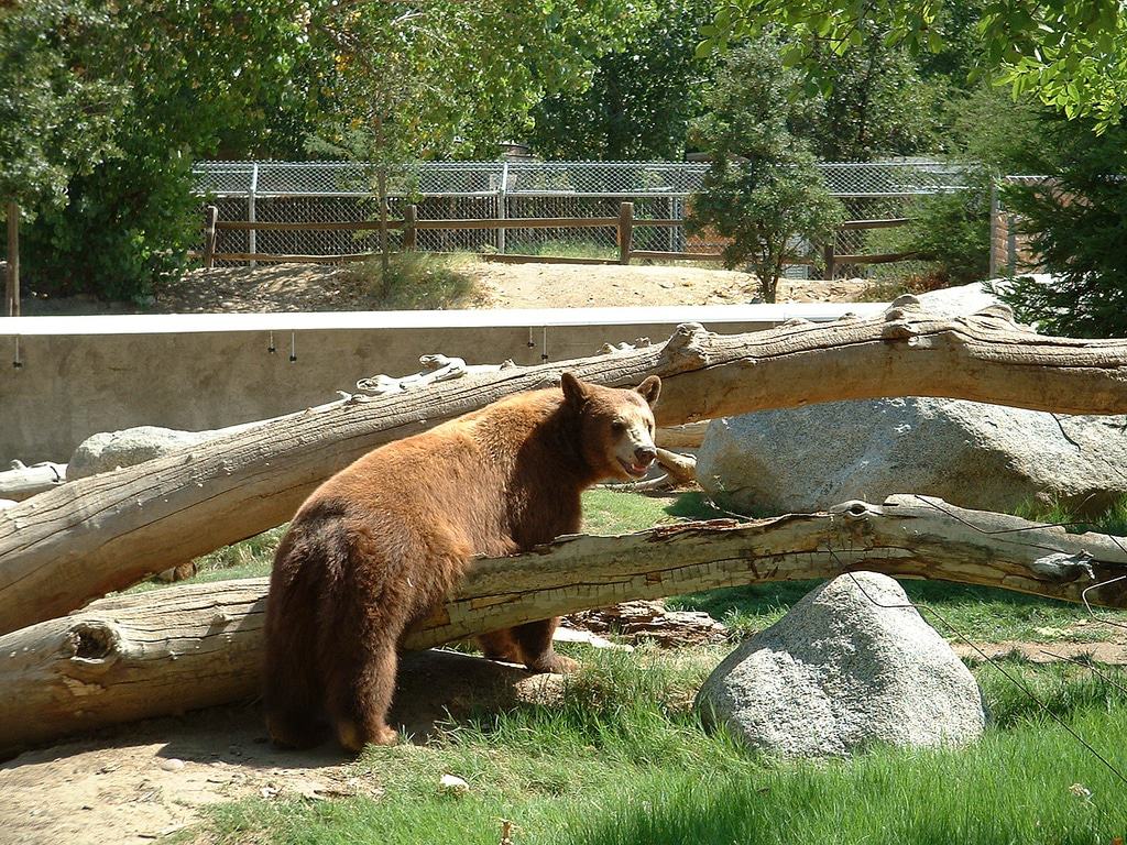 Museo Vivo de California
