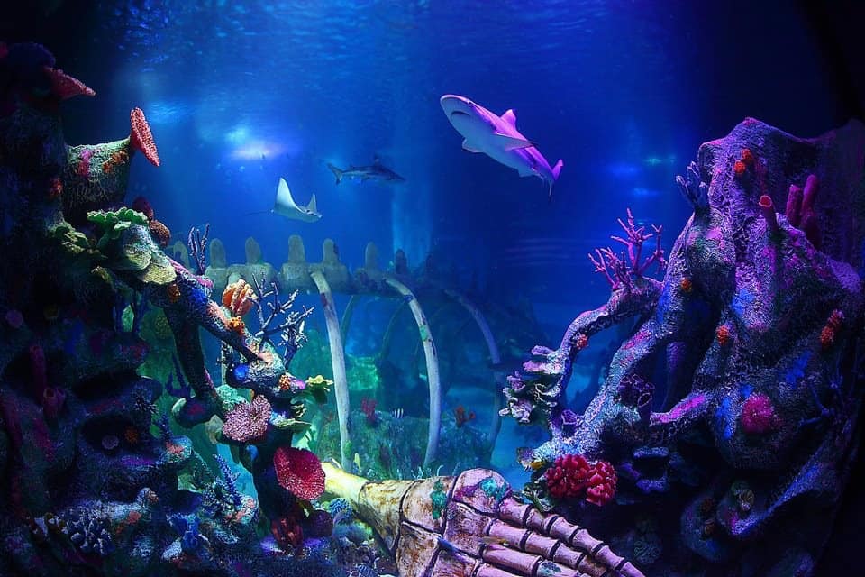 SEA LIFE Centre Arizona