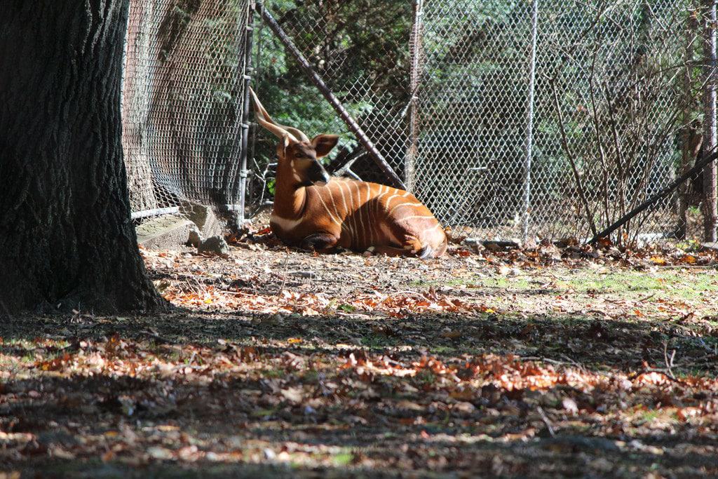 Franklin Park Zoo