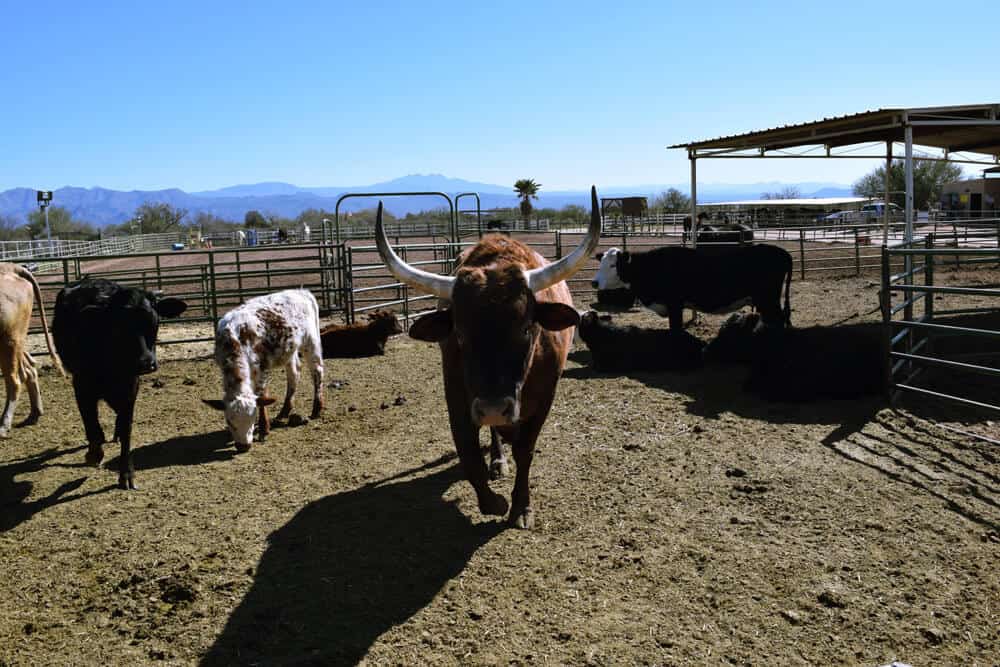 Arizona Cowboy College