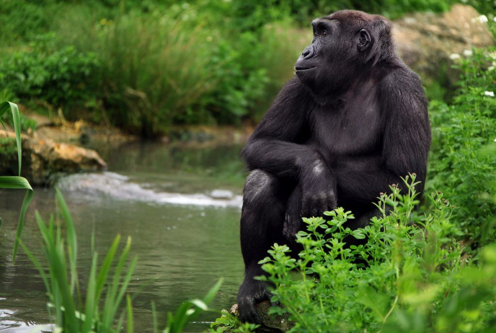 Bristol Zoo