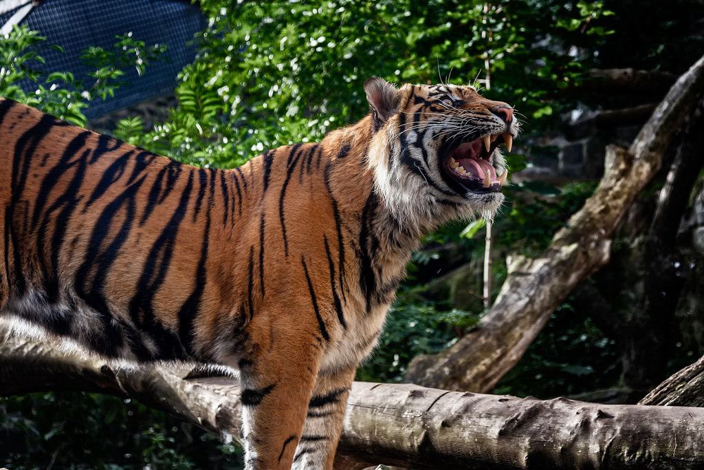 Edinburgh Zoo
