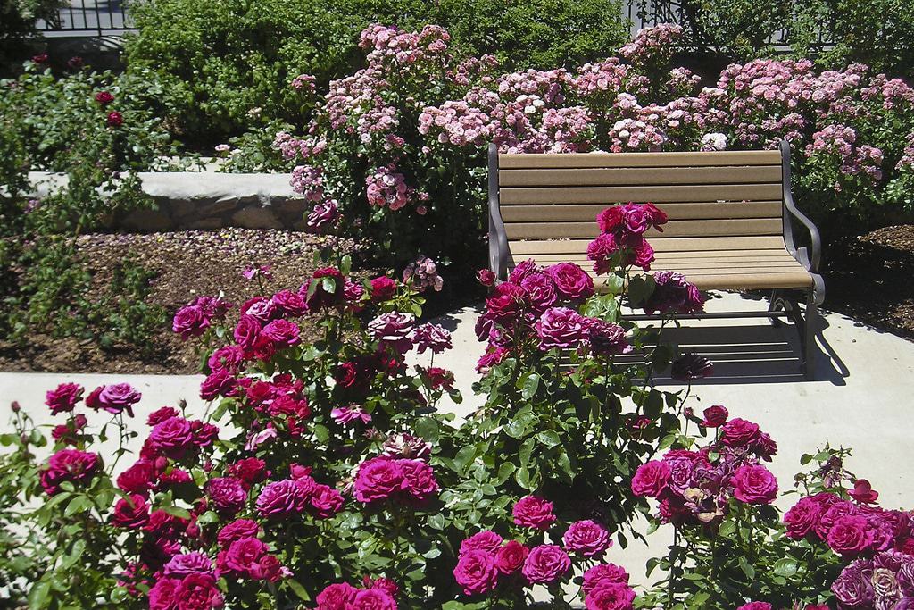 Municipal Rose Garden