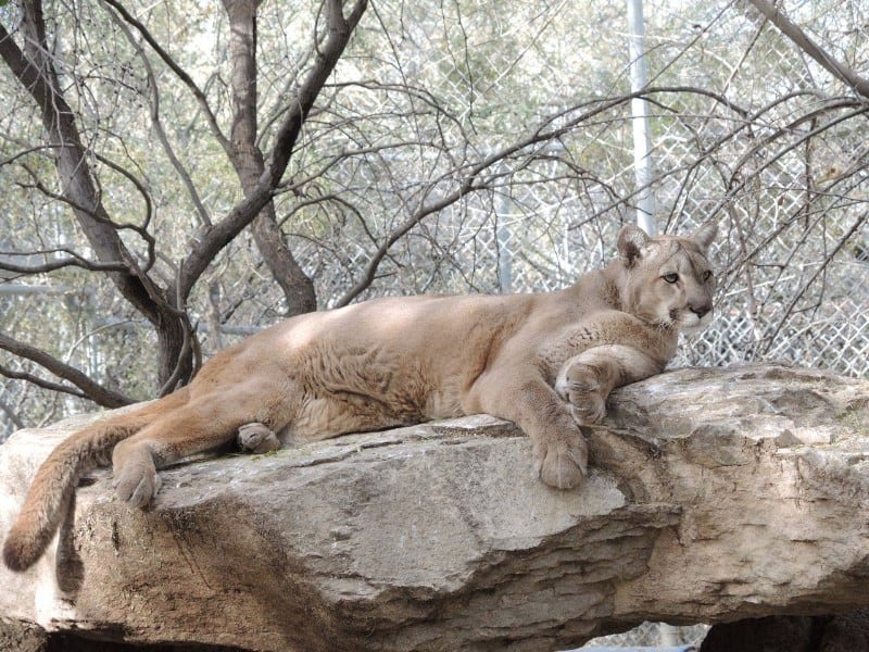 Southwest Wildlife Conservation Center
