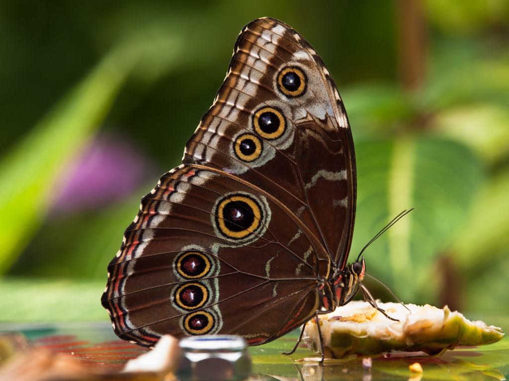 Casa de mariposas tropicales