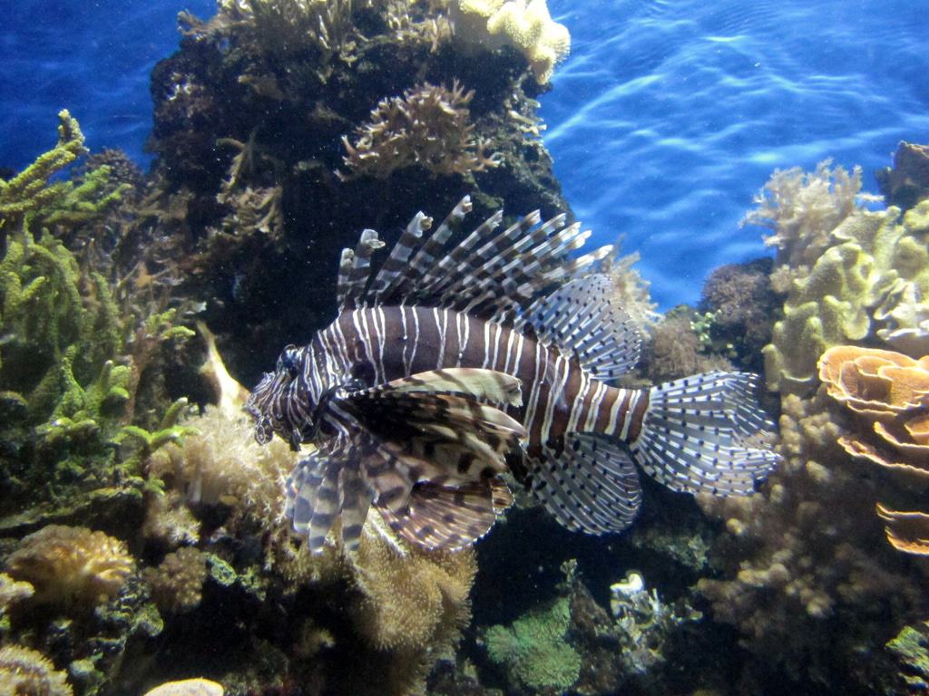 Downtown Aquarium Denver
