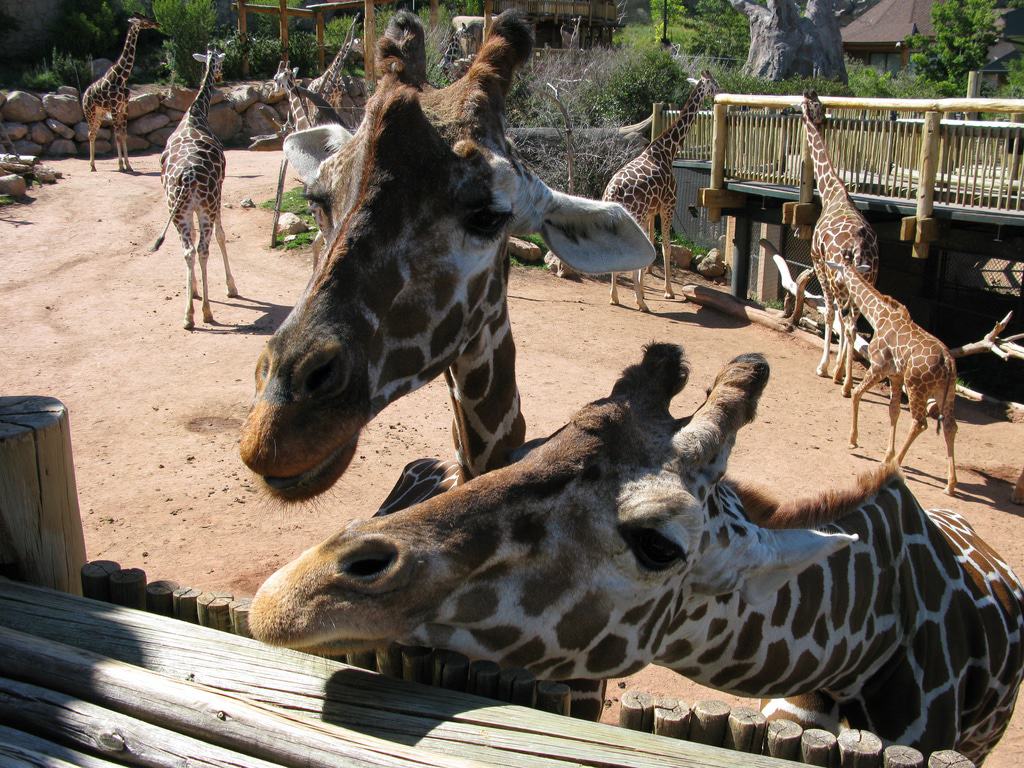 Giraffes at Cheyenne Mountain Zoo