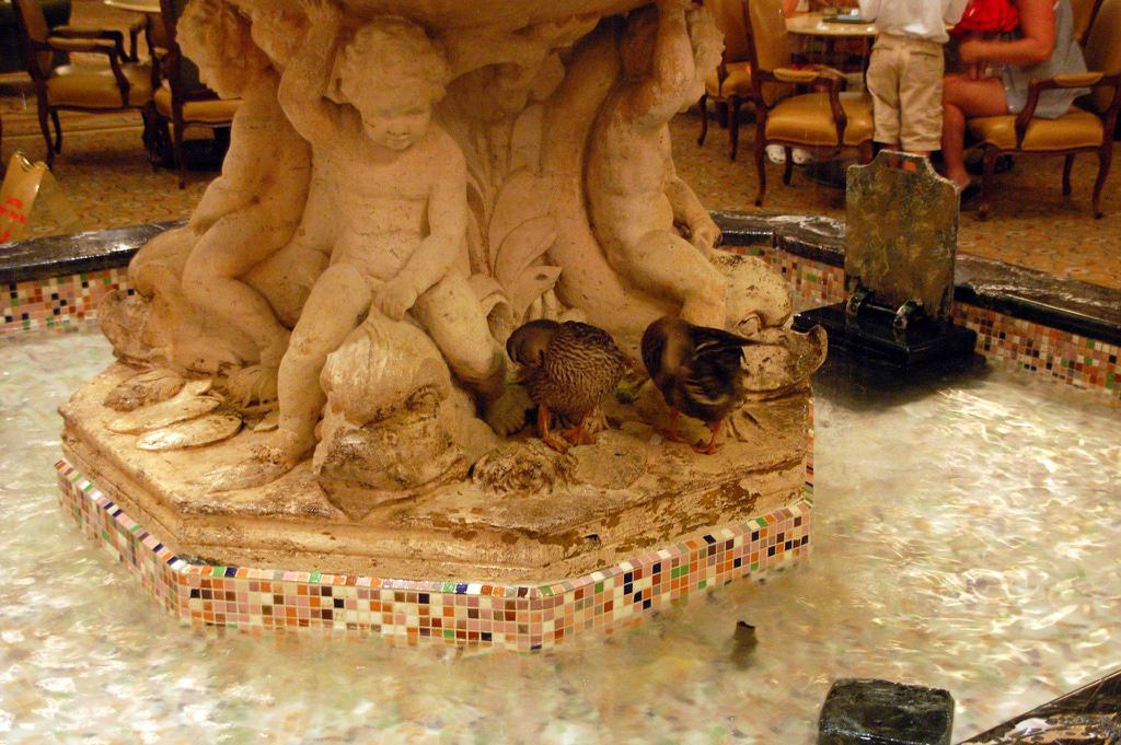 Peabody Ducks