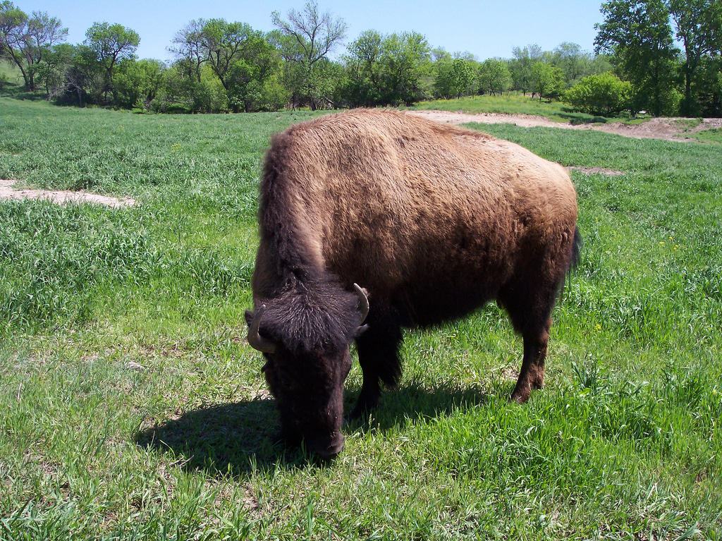 Wildlife Safari Park