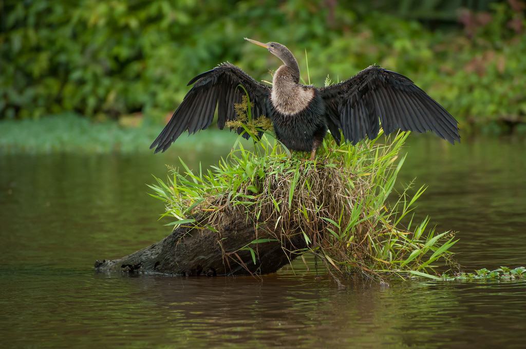 Anhinga in Tortuguero National Park