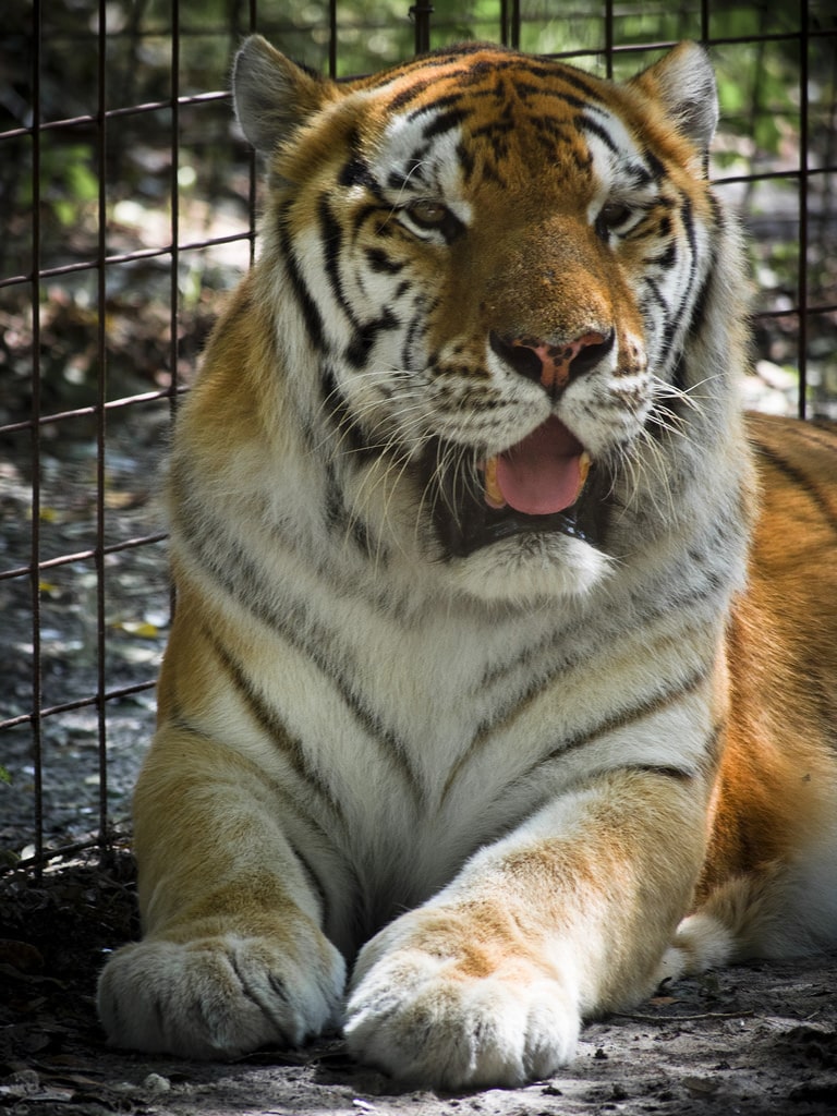Big Cat Rescue