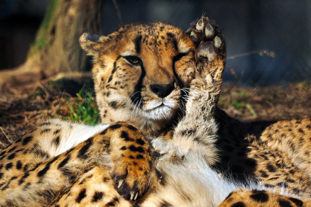 Cheetah at Cleveland Metroparks Zoo