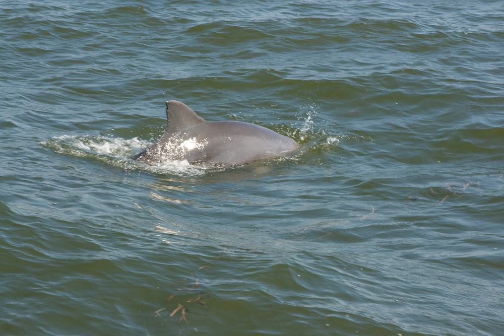 Dolphin in Tampa Bay
