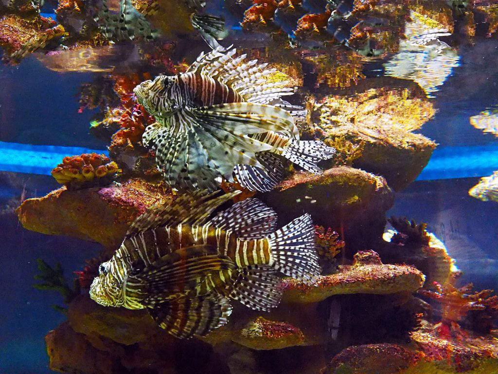 Greater Cleveland Aquarium