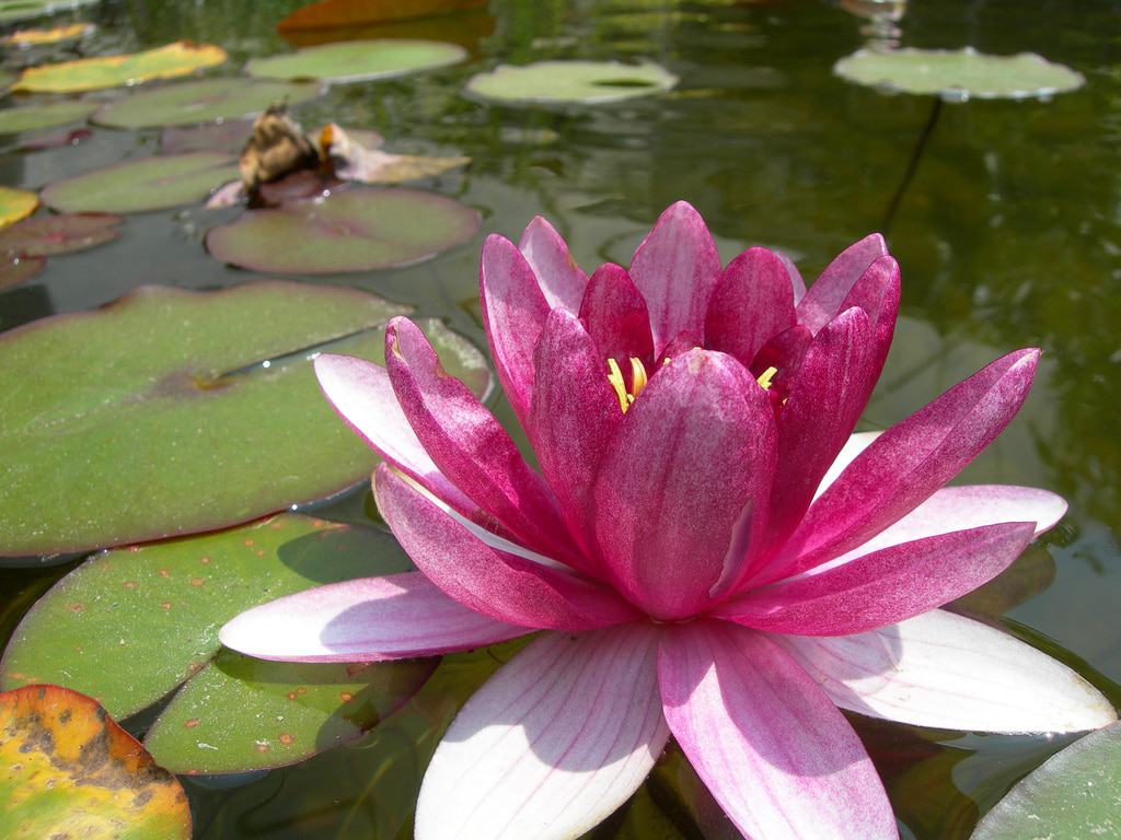 JC Raulston Arboretum