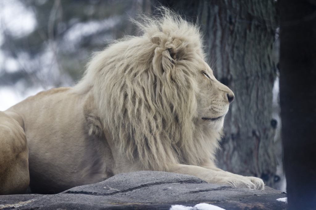 León en el Zoológico de Toledo
