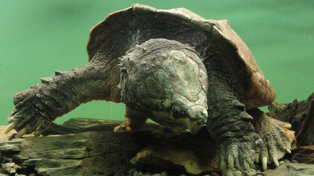 Turtle at the Greensboro Natural Science Center