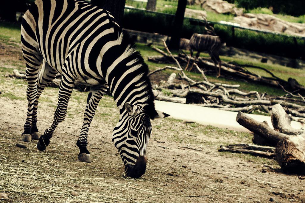Zebra at The Minnesota Zoo