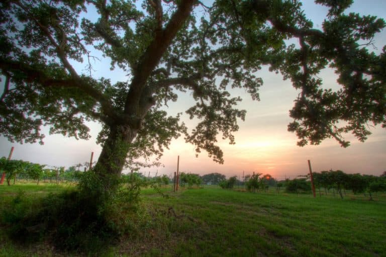 15 Best Things to Do in College Station (TX) The Crazy Tourist