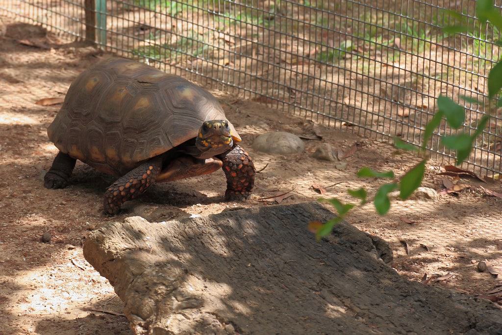 A Cupulatta, Ucciani