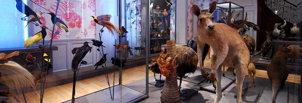 Muséum d'Histoire Naturelle de La Rochelle