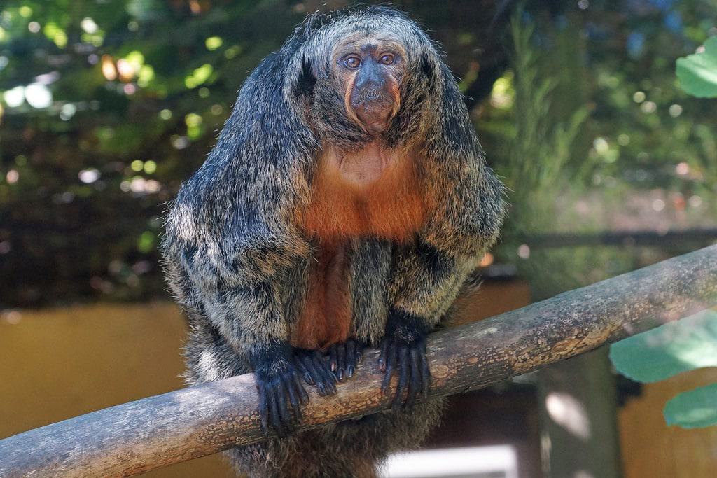Parc Zoologique