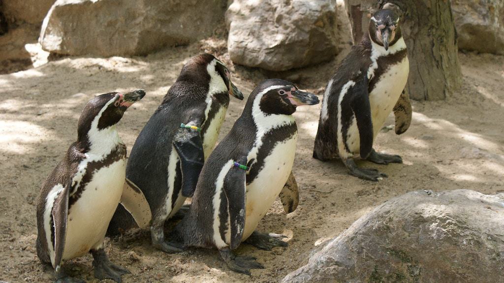 Zoo d'Amiens