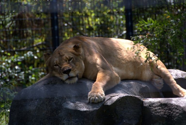 15 Best Things To Do In Des Moines (IA) The Crazy Tourist