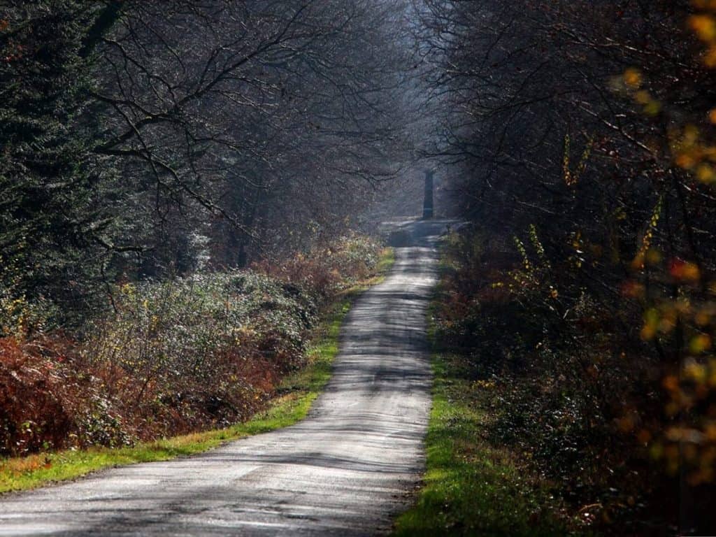 Forêt de Chaux