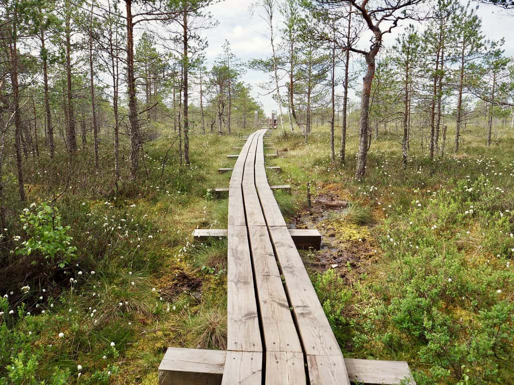 Great Kemeri Bog Boardwalk