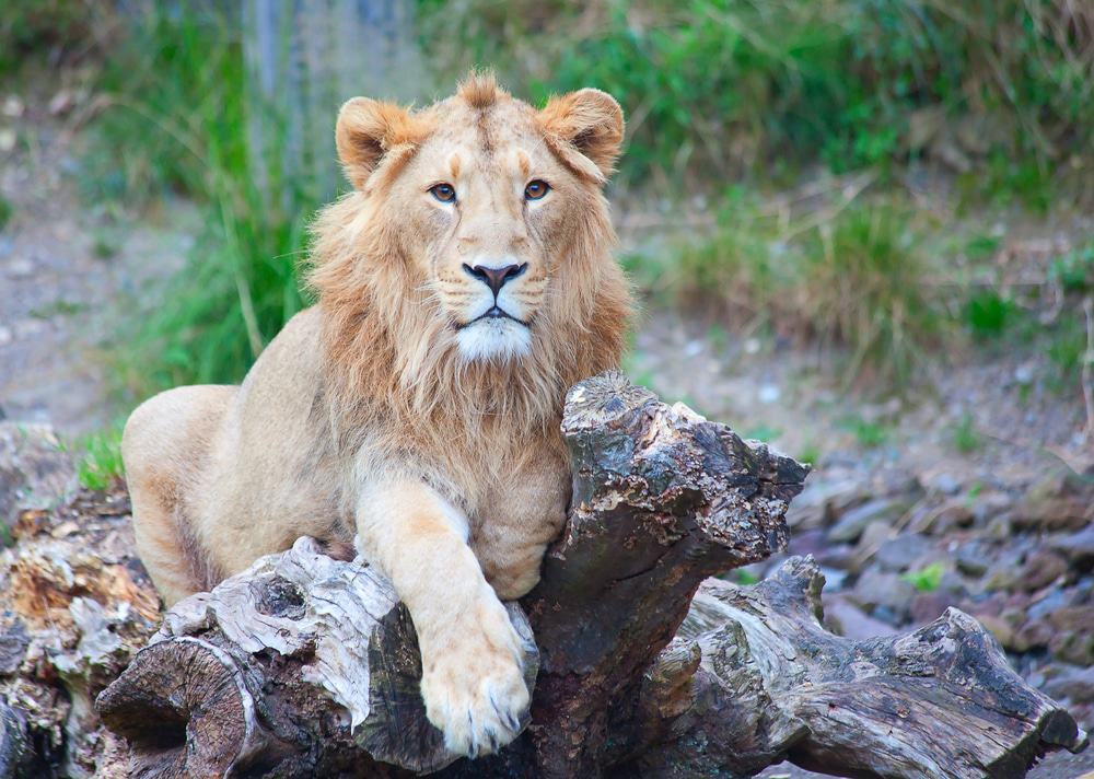 Zürich Zoo