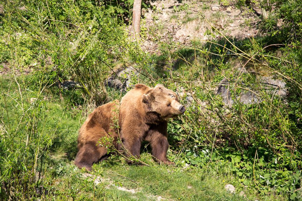 BärenPark