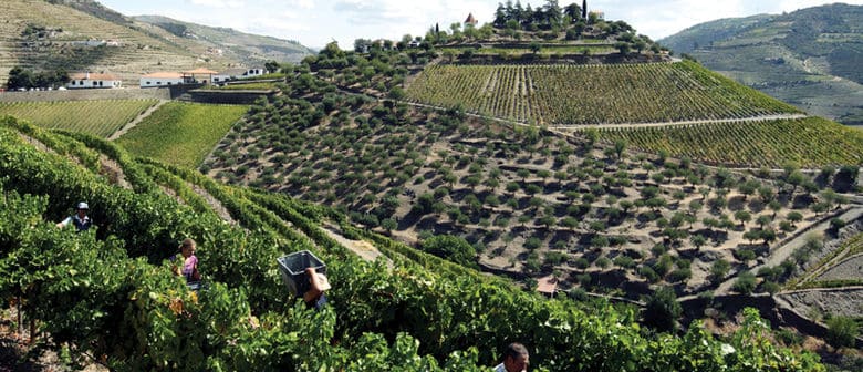 Dão Wine
