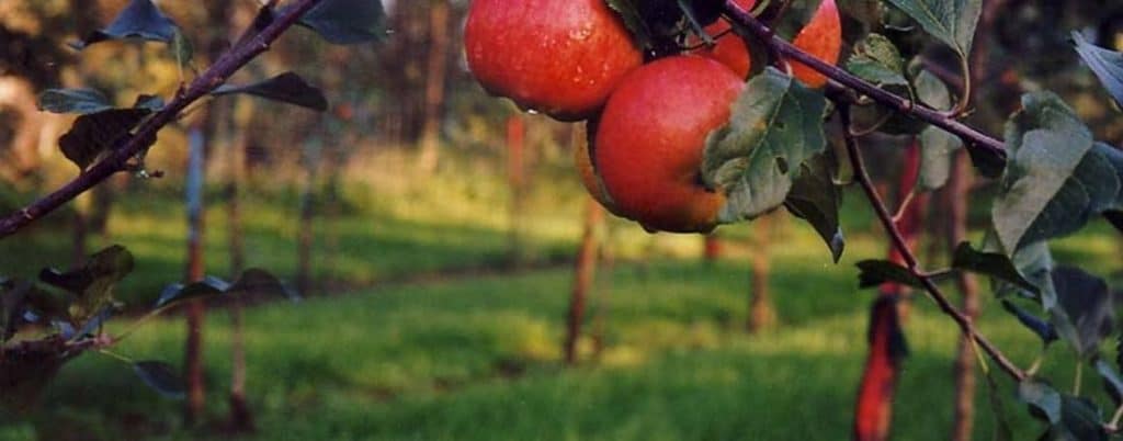 Lyckans Äpple