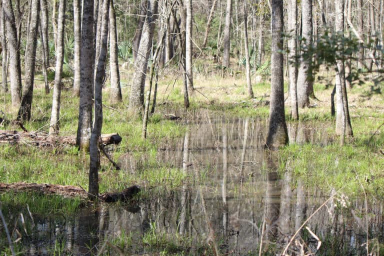 15 Best Day Trips from Houston The Crazy Tourist