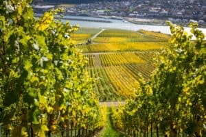 15 Best Things to Do in Rüdesheim am Rhein (Germany) - The Crazy Tourist