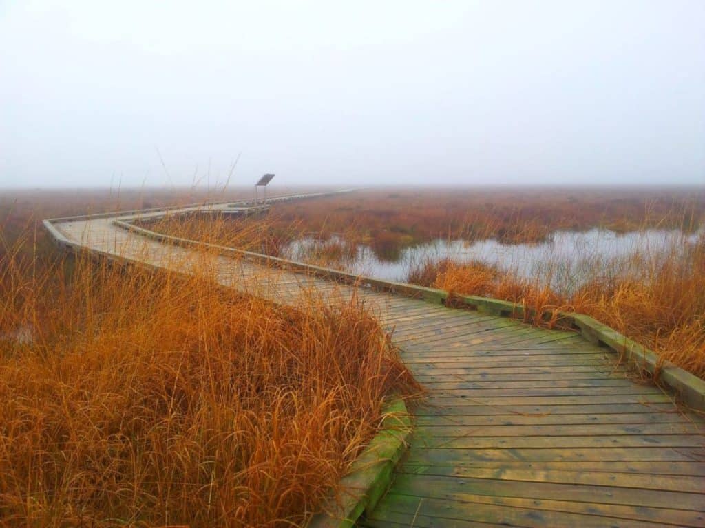 Clara Bog