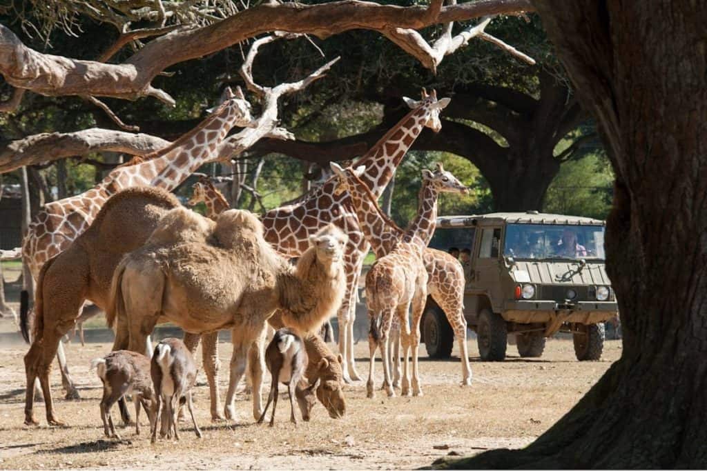 Global Wildlife Center
