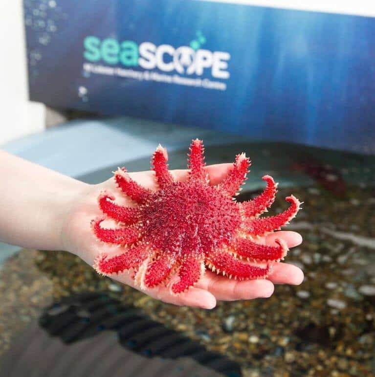 Seascope Lobster Hatchery