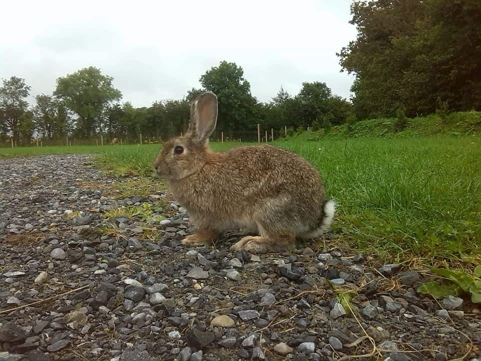 Tullamore Pet Farm