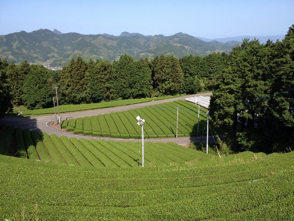 Ureshino Tea Village