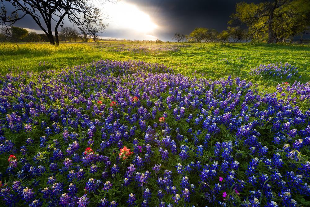 Fredericksburg, TX