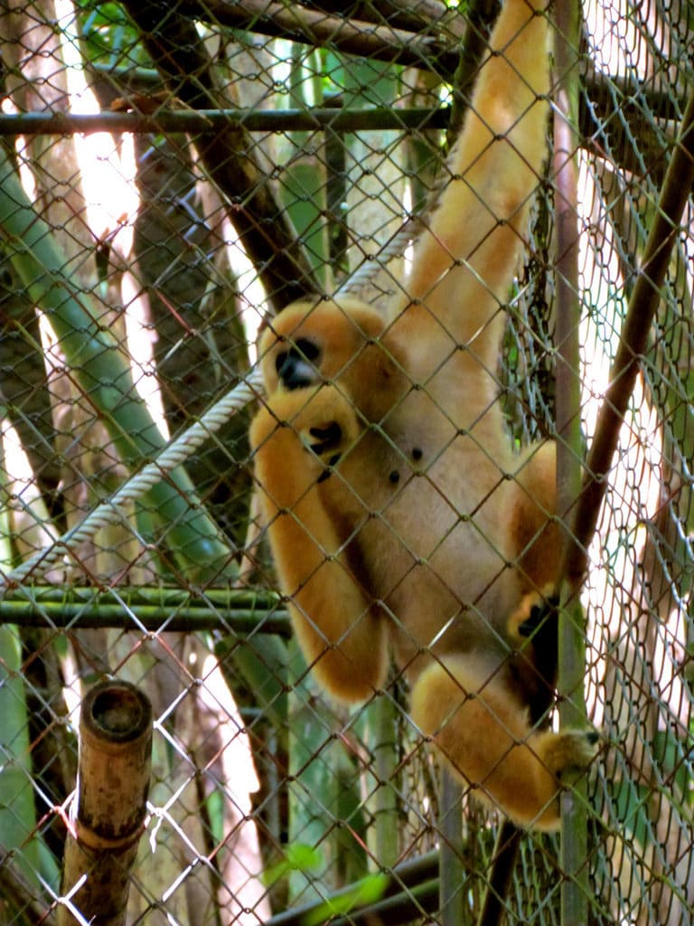 Gibbon Rehabilitation project